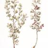 Ribes diacanthra;   Smorodina taranushka  [Currant bush]