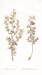 Ribes diacanthra;   Smorodina taranushka  [Currant bush]
