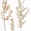 Berberis altaica;   Kislitsa sibirskaia   [Kislitsa siberian]
