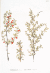 Berberis altaica;   Kislitsa sibirskaia   [Kislitsa siberian]