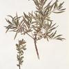 Hippophae rhamnoides;   Tern talovoi [Blackthorn melted]