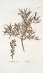Hippophae rhamnoides;   Tern talovoi [Blackthorn melted]