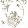 Azalea 1. Fernuginosa. 2.procumbens;   Odur 1.rzhavnoi. 2.stilaushchii;   [Odur 1.rusty 2.spread]