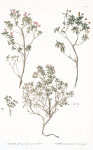 Azalea 1. Fernuginosa. 2.procumbens;   Odur 1.rzhavnoi. 2.stilaushchii;   [Odur 1.rusty 2.spread]