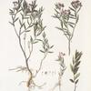 Andromeda polifolia;   Bolotnik podbel