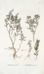Andromeda polifolia;   Bolotnik podbel