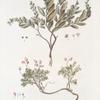 Andromeda 1.calyculata. 2.coerulea;   Bolotniki 1.sherokhovatoi. 2 dulotsvet