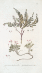 Andromeda 1.calyculata. 2.coerulea;   Bolotniki 1.sherokhovatoi. 2 dulotsvet