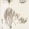 Andromeda 1.lycopodioides. 2.hypnoides. 3.cricoides. 4.tetragona;   Bolotniki 1.Kamchatskoi 2.Mokhoobraznoi 3.Vereskovoi 4.tolstolistvennoi  [Bolotniks 1.Kamchatkian. 2.mossy. 3.Ericaceae. 4. thick- leafed]
