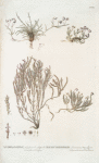 Andromeda 1.lycopodioides. 2.hypnoides. 3.cricoides. 4.tetragona;   Bolotniki 1.Kamchatskoi 2.Mokhoobraznoi 3.Vereskovoi 4.tolstolistvennoi  [Bolotniks 1.Kamchatkian. 2.mossy. 3.Ericaceae. 4. thick- leafed]