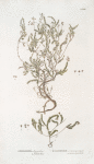 Andromeda 1.Bryanthus. 2.Stelleriana;   Bolotniki 1.Stilaushchii. 2.mokhoobraznoi;   [Bolotniks 1.spread. 2.mossy]