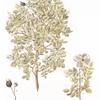 Rosa pimpinellifolia;   Shipovnik chernoi;  [Dogrose black]