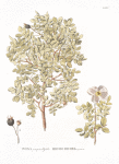Rosa pimpinellifolia;   Shipovnik chernoi;  [Dogrose black]