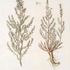 Tamarix decandra;   Zhidovnik nazyvaemoi Balgu ;  [Zhidovnik called Balgu]