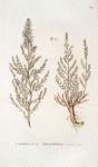 Tamarix decandra;   Zhidovnik nazyvaemoi Balgu ;  [Zhidovnik called Balgu]