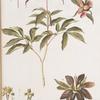 Poeonia albiflora;   Mar’in koren’ beloi;   [Maria’s root white]