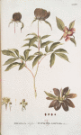Poeonia albiflora;   Mar’in koren’ beloi;   [Maria’s root white]