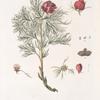 Poeonia tenuifolia;   Mar’in koren’ malorossiiskoi; [Maria’s root Little Russian]