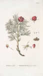 Poeonia tenuifolia;   Mar’in koren’ malorossiiskoi; [Maria’s root Little Russian]