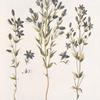 Swetsia rotata;   Svertsia lazorevaia;   [Svertsia azure]