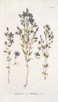 Swetsia rotata;   Svertsia lazorevaia;   [Svertsia azure]