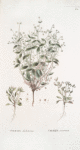 Svertia dichotoma;   Svertsia zelenaia;   [ Svertsia   green]