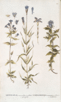 Gentiana 1.auriculata. 2.ciliata. 3.septemfida;   Sokolnitsa 1.Kamchatskaia 2.lesnaia 3.otmennaia;   [Sokolnitsa 1.Kamchatkian 2.forestry 3.excellent]