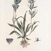 Gentiana adsendens;   Sokolnitsa sibirskaia   [ Sokolnitsa  siberian]