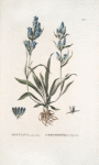 Gentiana adsendens;   Sokolnitsa sibirskaia   [ Sokolnitsa  siberian]