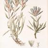 Gentiana algida;   Sokolnitsa snegovaia   [Sokolnitsa snowy]