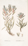Gentiana algida;   Sokolnitsa snegovaia   [Sokolnitsa snowy]