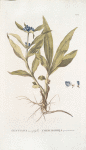 Gentiana macrifilla;   Sokolnitsa dolgolistnaia   [Sokolnitsa long-liefed]