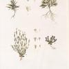 Gentiana 1.altaica 2.aquatica ;  Sokolnitsa 1.altaiskaia 2.kolorechnaia