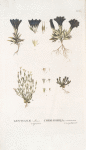 Gentiana 1.altaica 2.aquatica ;  Sokolnitsa 1.altaiskaia 2.kolorechnaia