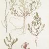 Corispermum hyssopifolium;   Verbliudna kolosistaia;   [Verbliudna full of ears]
