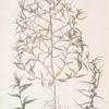 Corispermum squarrofum;   Verbliudna kolkaia;   [Verbliudna prickly]