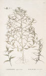 Corispermum squarrofum;   Verbliudna kolkaia;   [Verbliudna prickly]