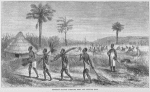 Sirboko's Slaves carrying fuel and cutting rice