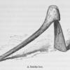 A Batoka hoe