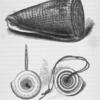 Shell, and ornament made of its end