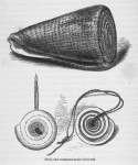 Shell, and ornament made of its end