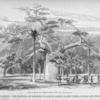 Scene in Angola.  The Masheela, or Angolese Palanquin, coming to rest under a Baobab and Euphorbias