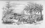 Scene at a sleeping place in Angola. Meat drying in the sun. Tree Euphorbias and Palm-oil tree