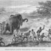 Female Elephant pursued with Javelins, protecting her young