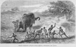 Female Elephant pursued with Javelins, protecting her young
