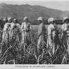 Cultivation of Sugar-Cane, Jamaica