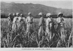 Cultivation of Sugar-Cane, Jamaica