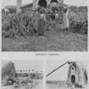 Sugar-Culture - Barbados