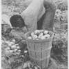 Figure 5. - Picking up potatoes provided higher earning than most jobs. This young potato picker is at work in a field near Belcross, N. C.