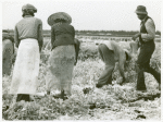 Migratory laborers cutting celery, Belle Glade, Florida, January 1941.